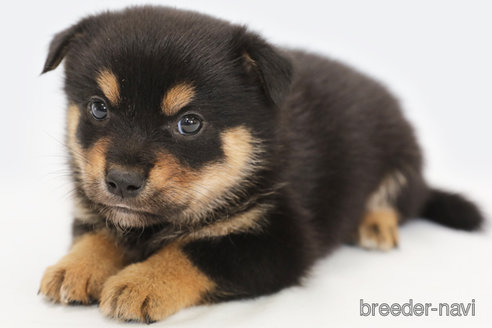 成約済の神奈川県のミックス犬-322553の2枚目